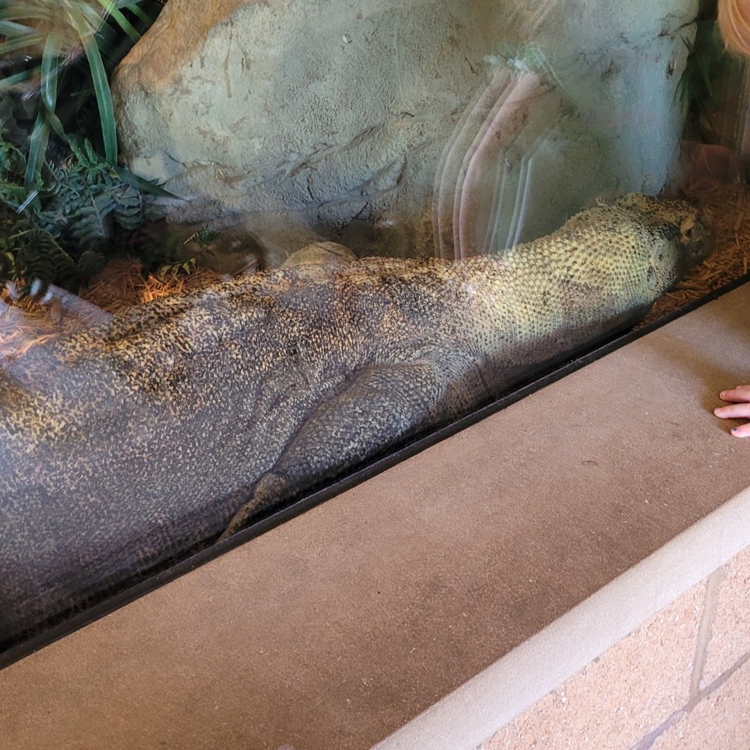 Komodo at the window