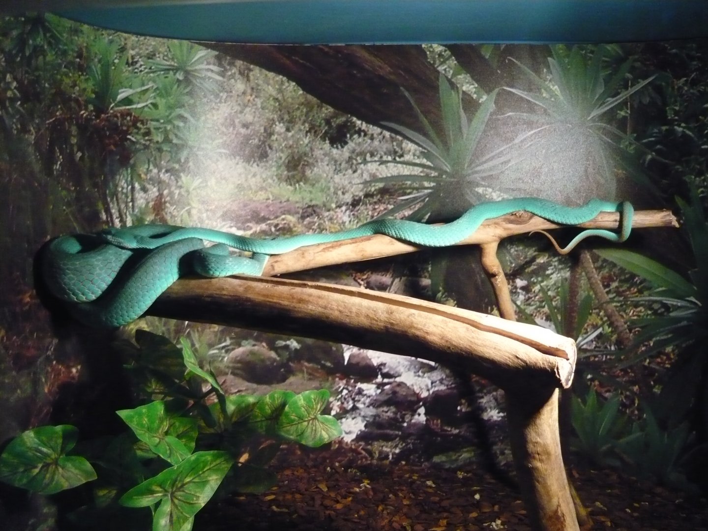 Komodo blue pitviper (Trimeresurus insularis)