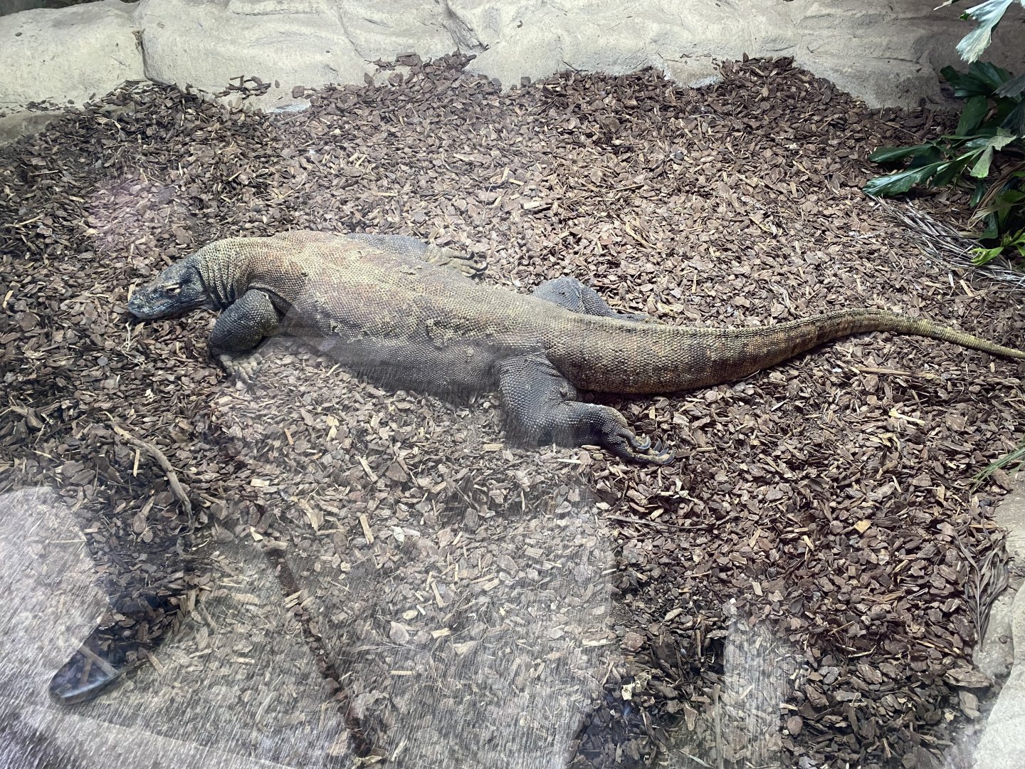 Komodo dragon 040124