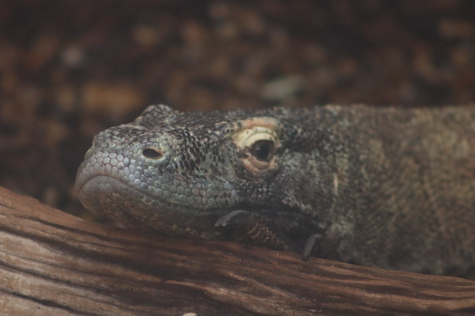 Komodo dragon - 1 July 2021
