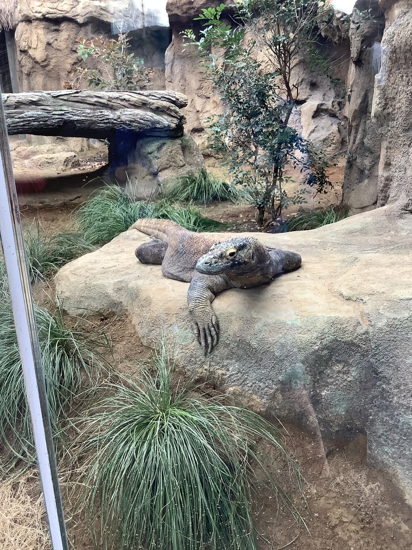 Komodo Dragon 10/7/21