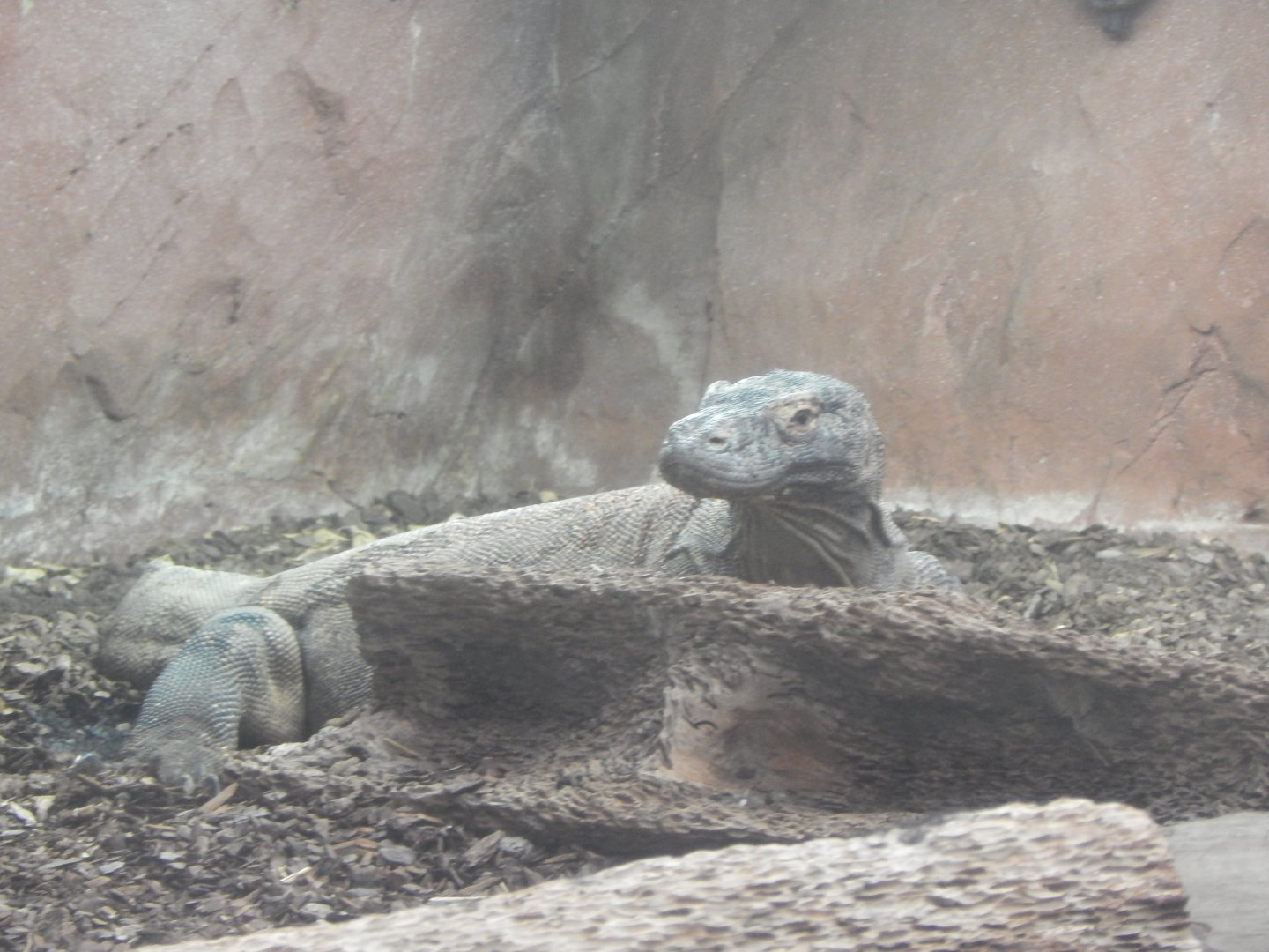 Komodo dragon 140921