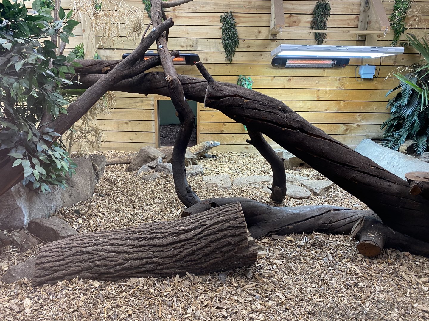 Komodo Dragon 150220