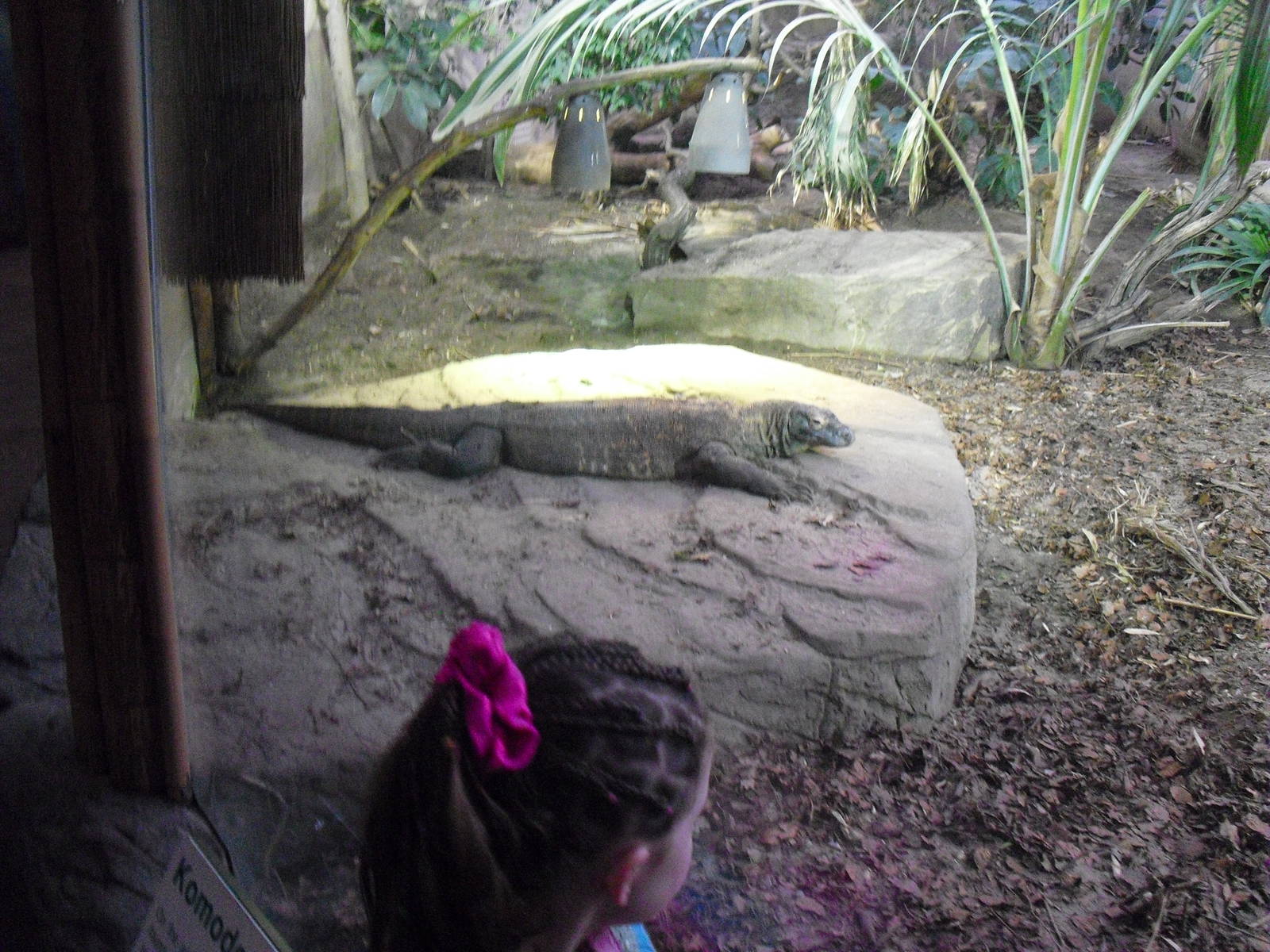 Komodo Dragon - 16/02/2011