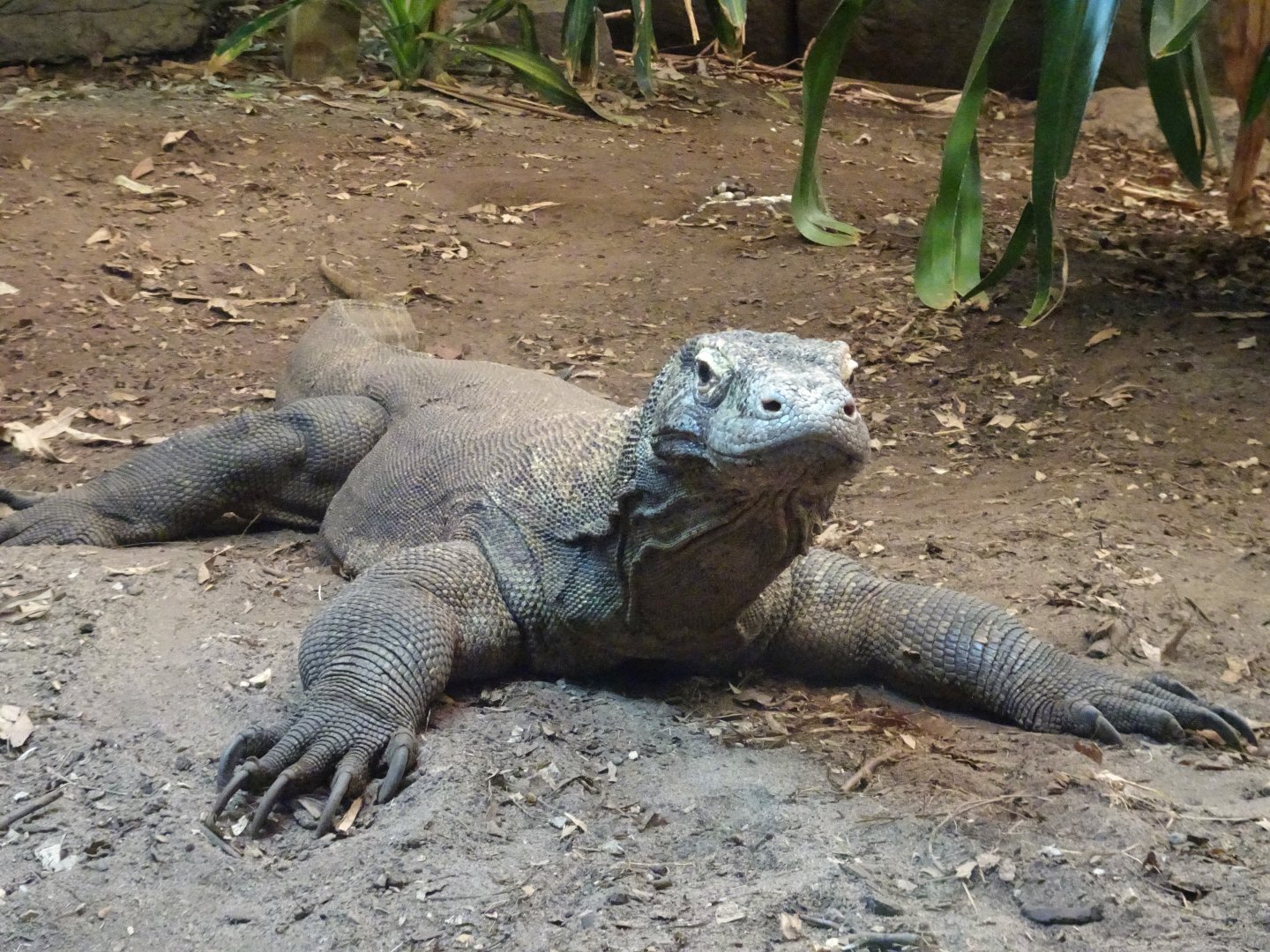 Komodo Dragon 16 August 2025