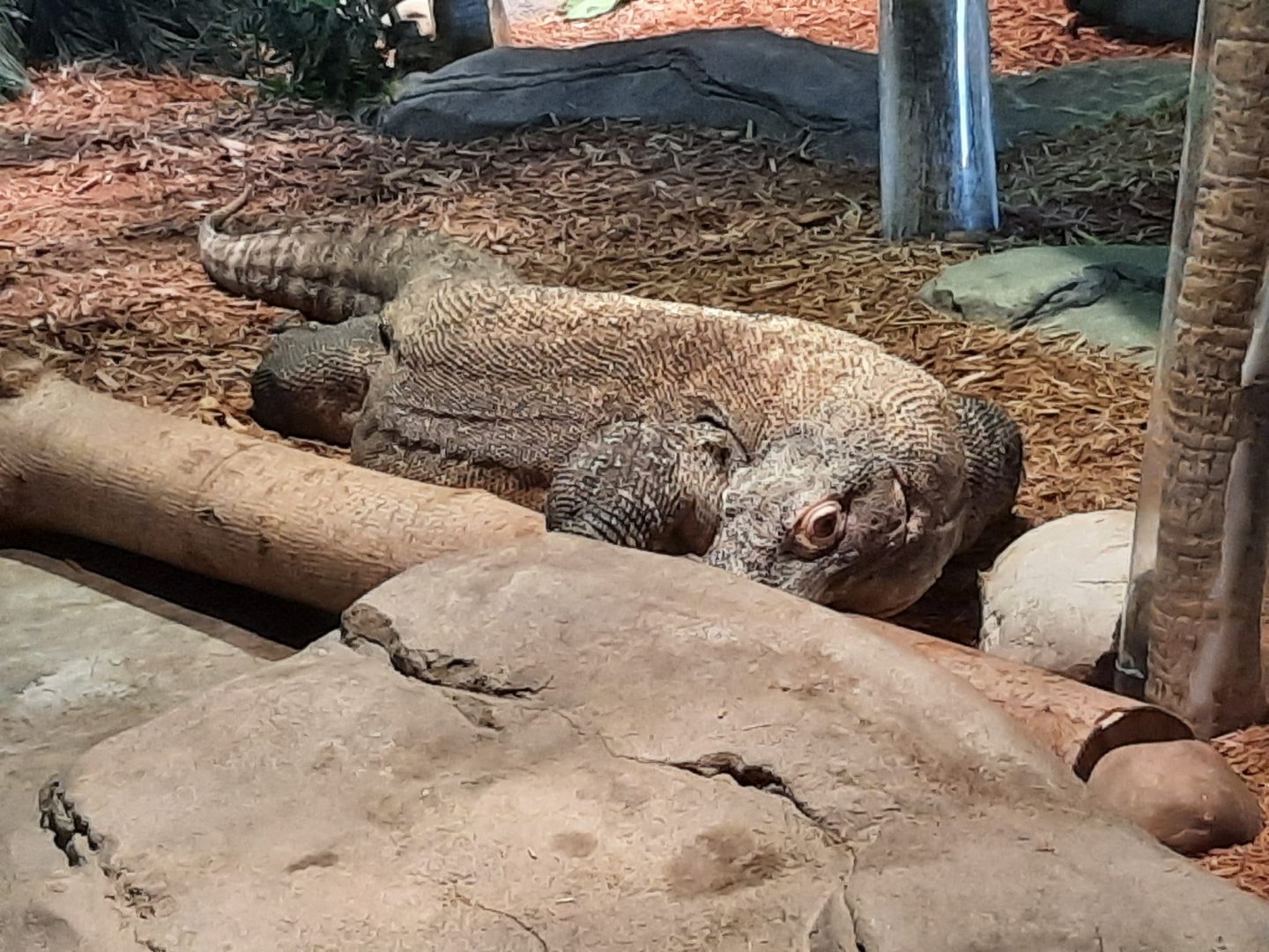 Komodo Dragon 2