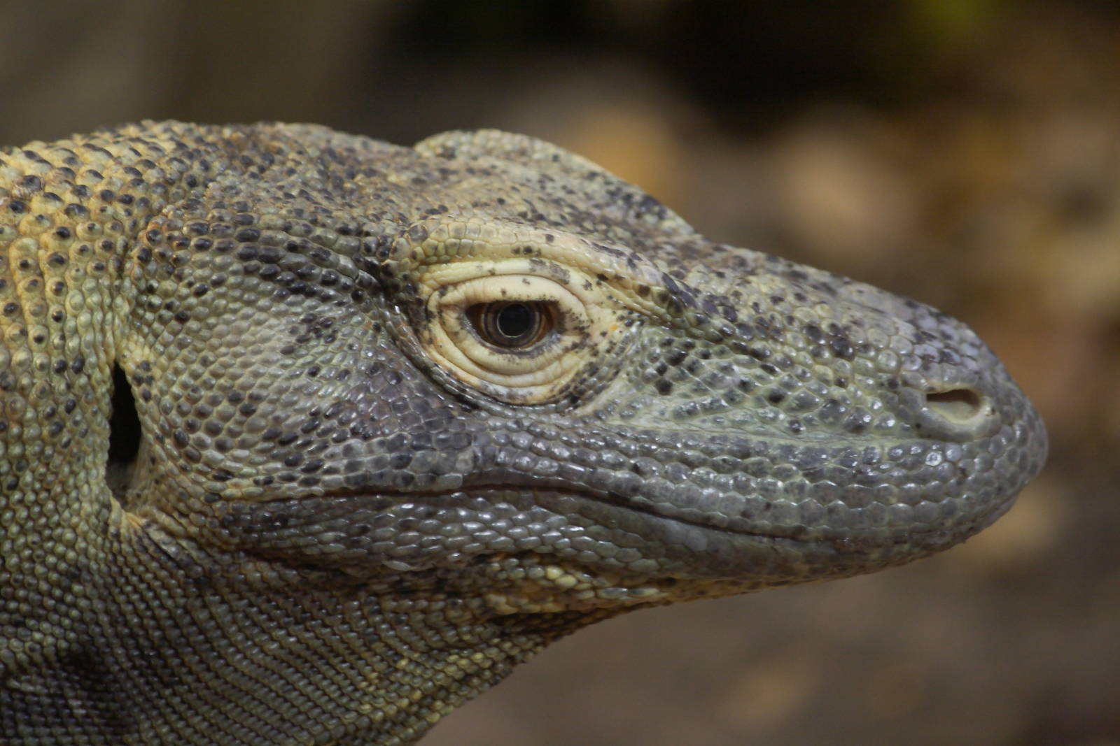 Komodo dragon, 20/11/11