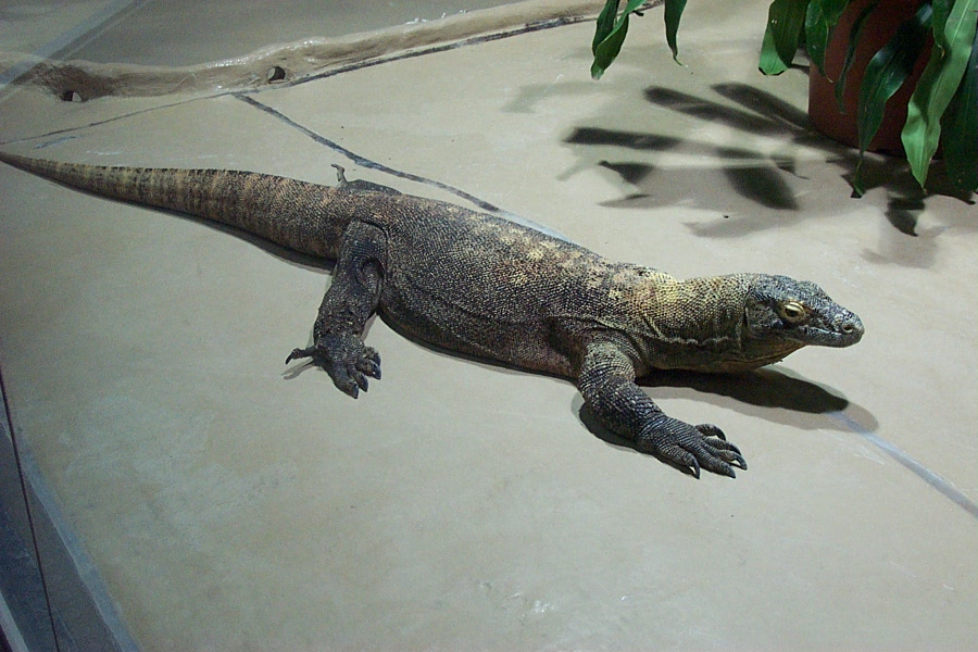 Komodo Dragon 2005