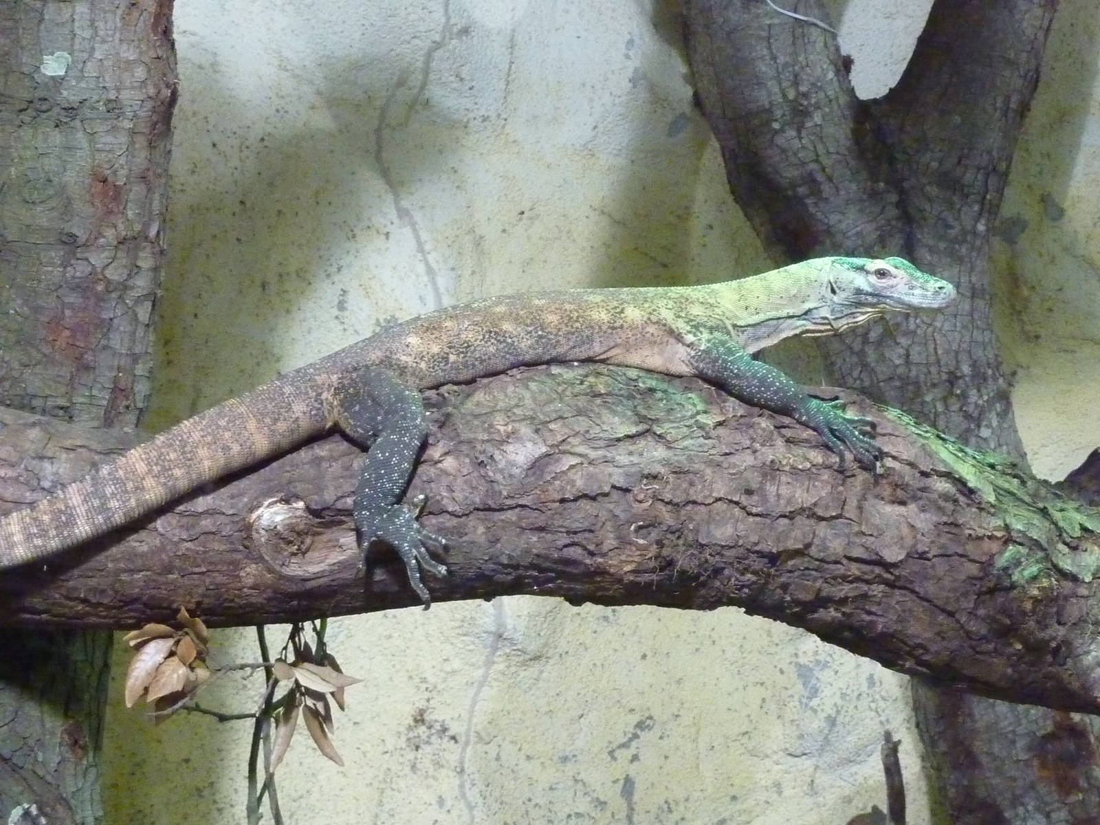 Komodo Dragon - 2011