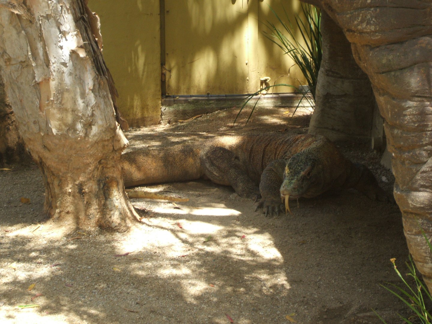 Komodo Dragon, 2012