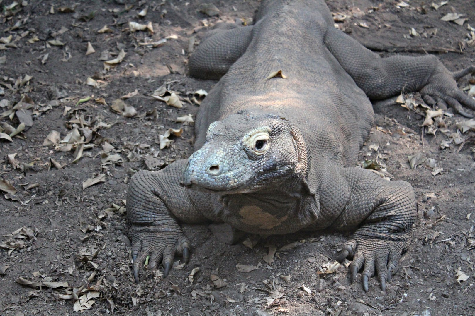 Komodo dragon (2013)