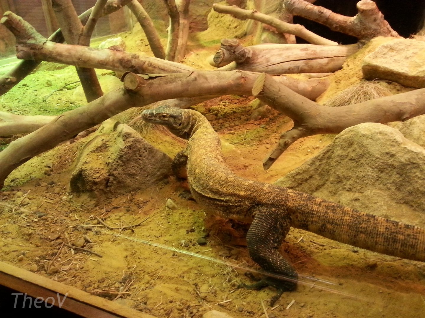 Komodo dragon [2014]