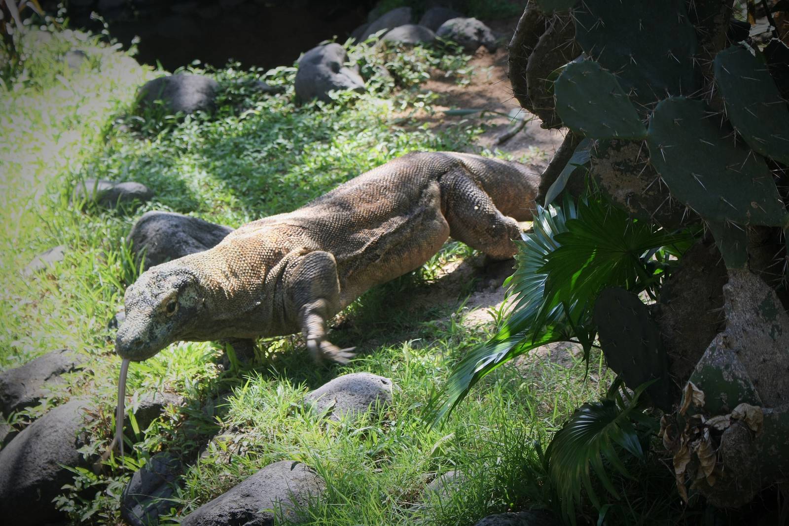 Komodo Dragon - 2015