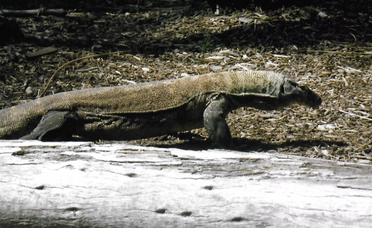 Komodo dragon 2016