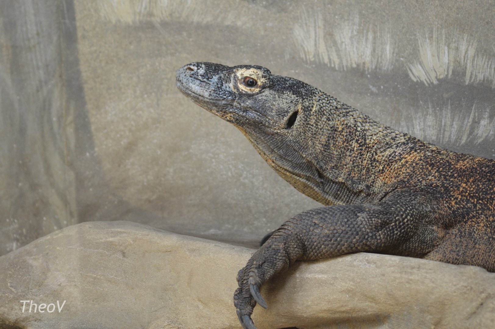 Komodo dragon [2017]