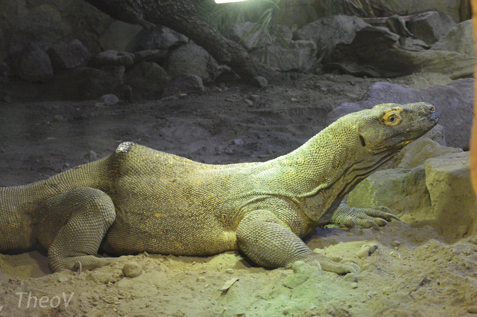 Komodo dragon [2017]