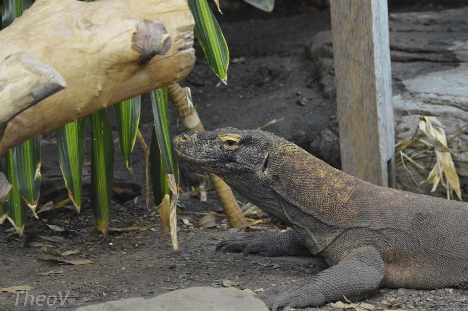 Komodo dragon [2019]