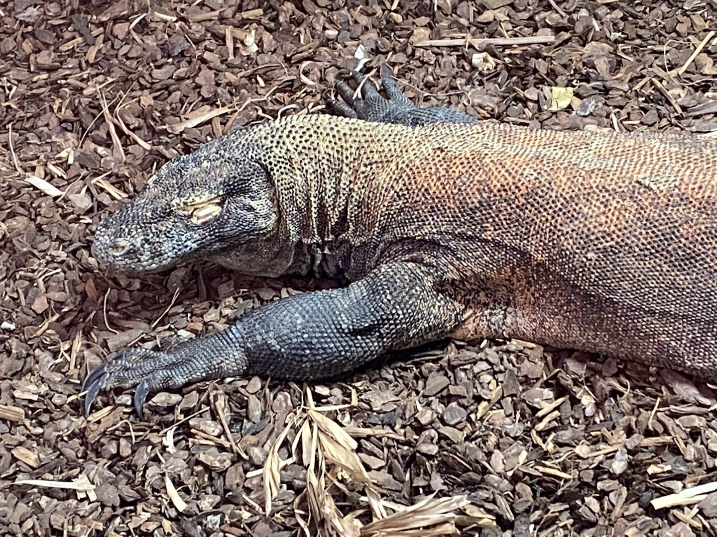 Komodo dragon 231119