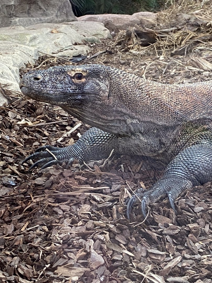 Komodo dragon 231119