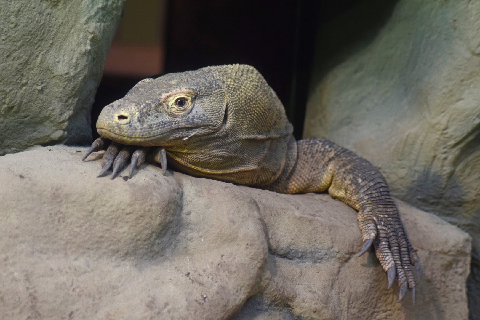 Komodo dragon, 25.10.2019