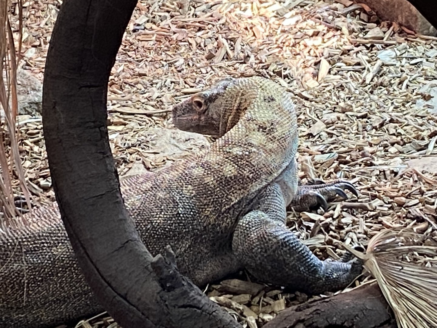 Komodo dragon 260124