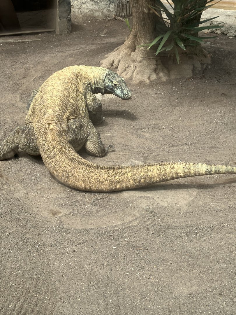 Komodo dragon, 28/3/2024