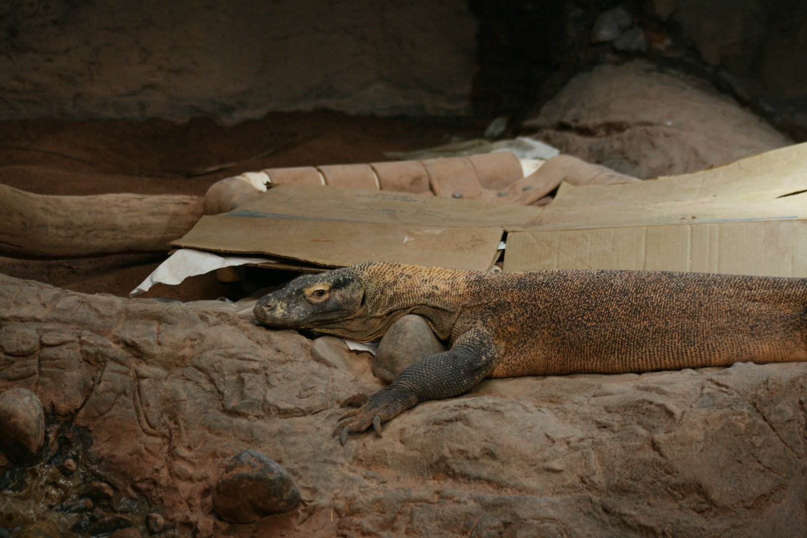 Komodo Dragon(3/9/2025)