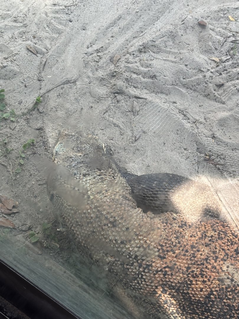 Komodo Dragon - 5/27/2025