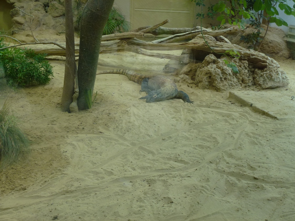 Komodo dragon 5.4.15