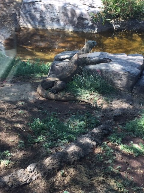 Komodo Dragon 6-22-2019