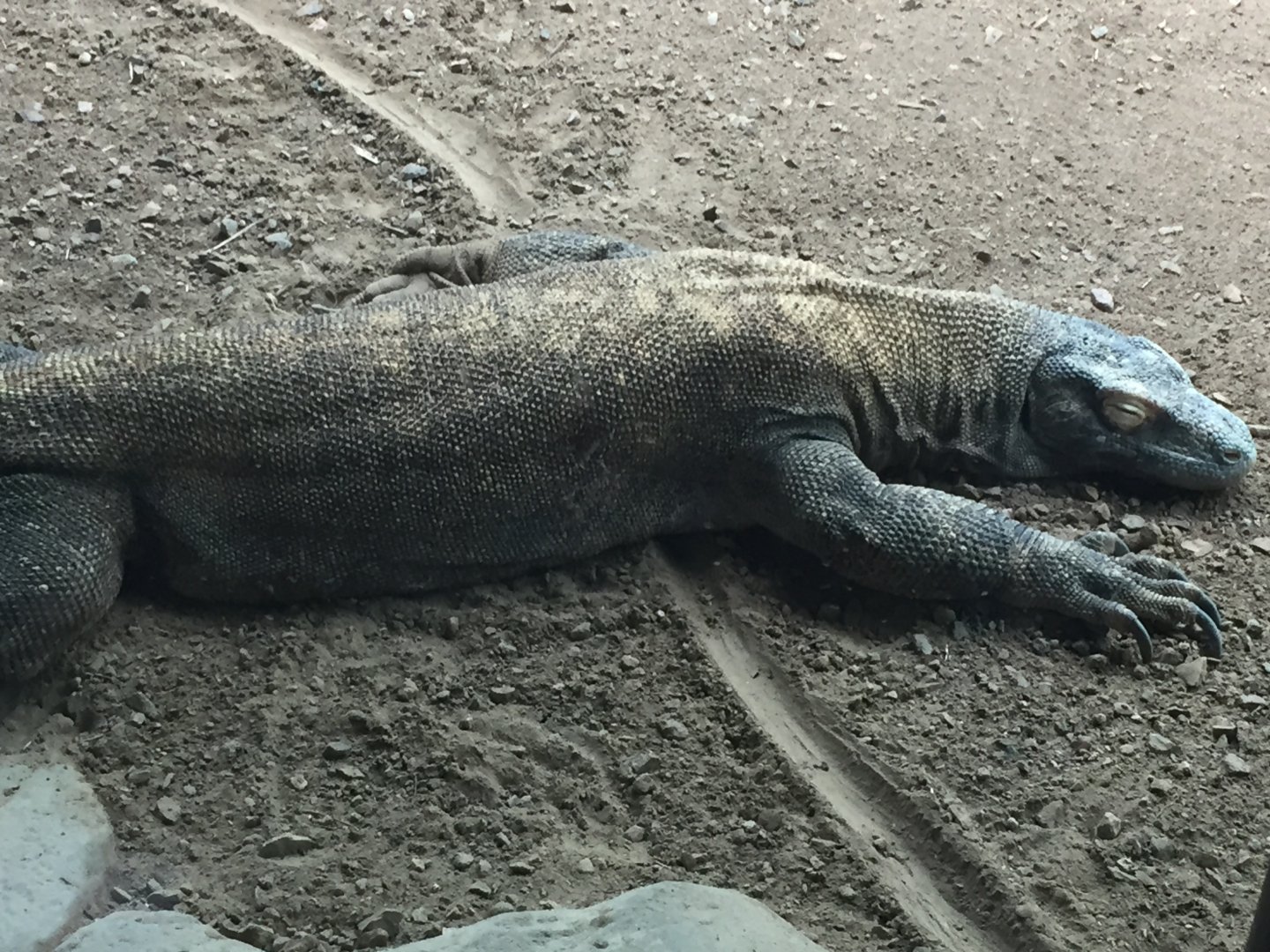 Komodo dragon 6-23-2017