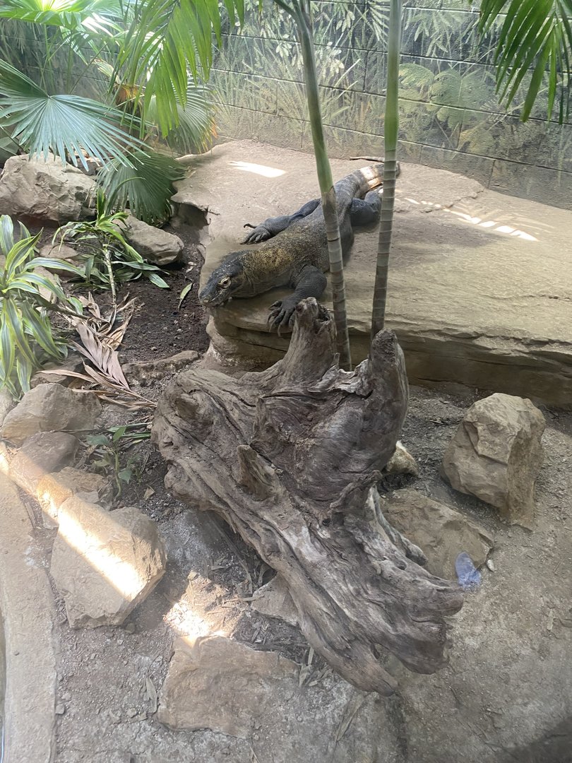 Komodo Dragon 7-11-2023