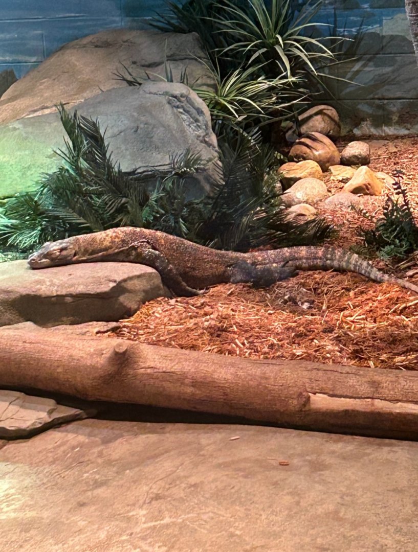 Komodo Dragon (7/12/25)