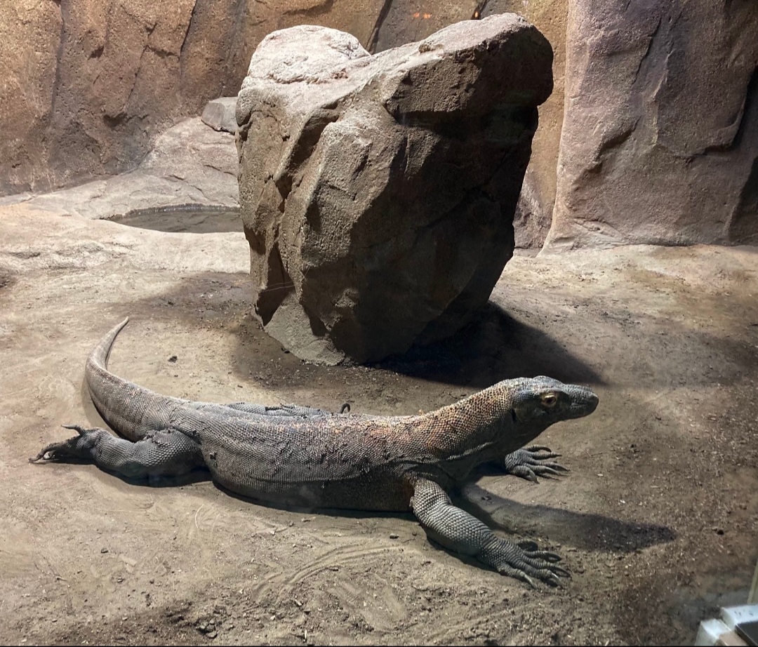 Komodo Dragon (8/10/23)