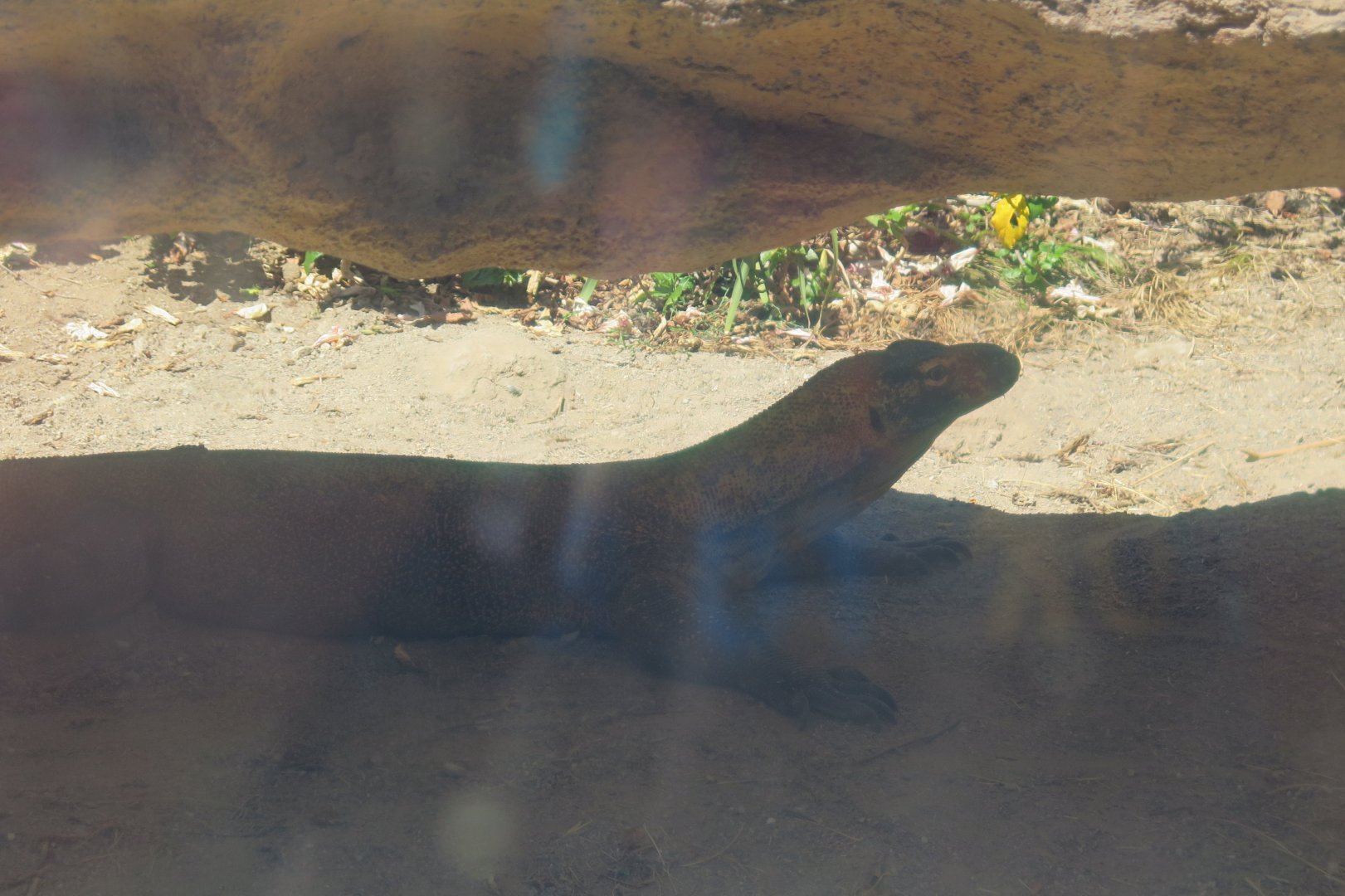 Komodo Dragon(8/23/2024)