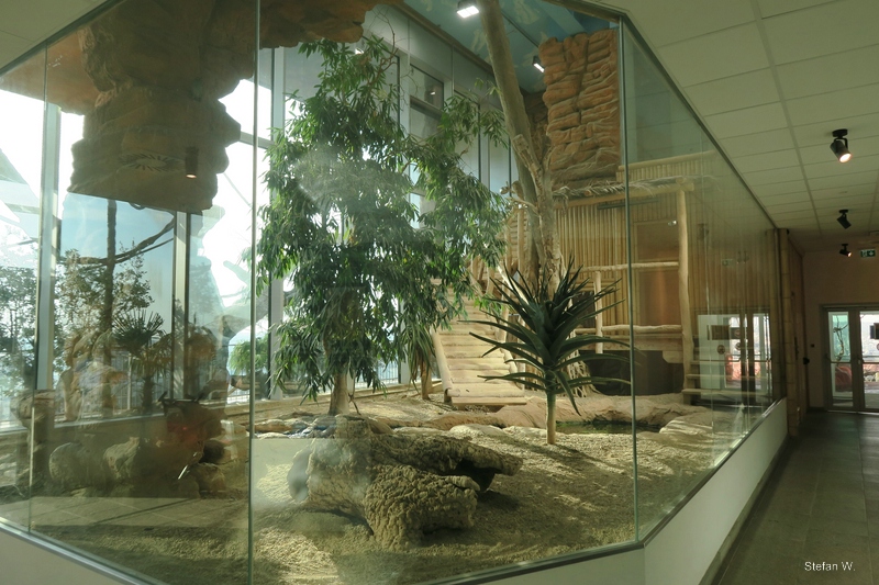 Komodo dragon  - 9th floor