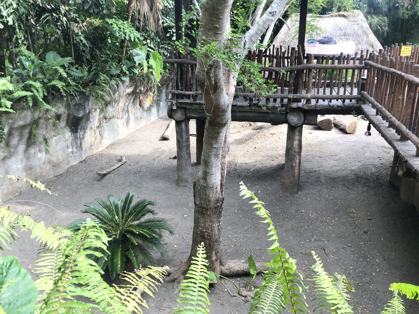 Komodo Dragon Adult Exhibit
