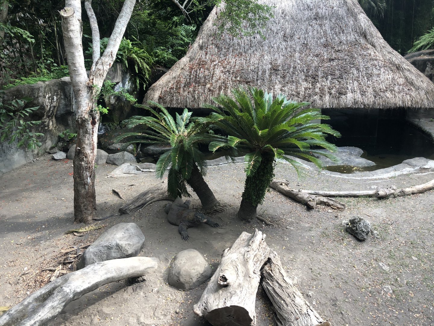 Komodo Dragon Adult Exhibit
