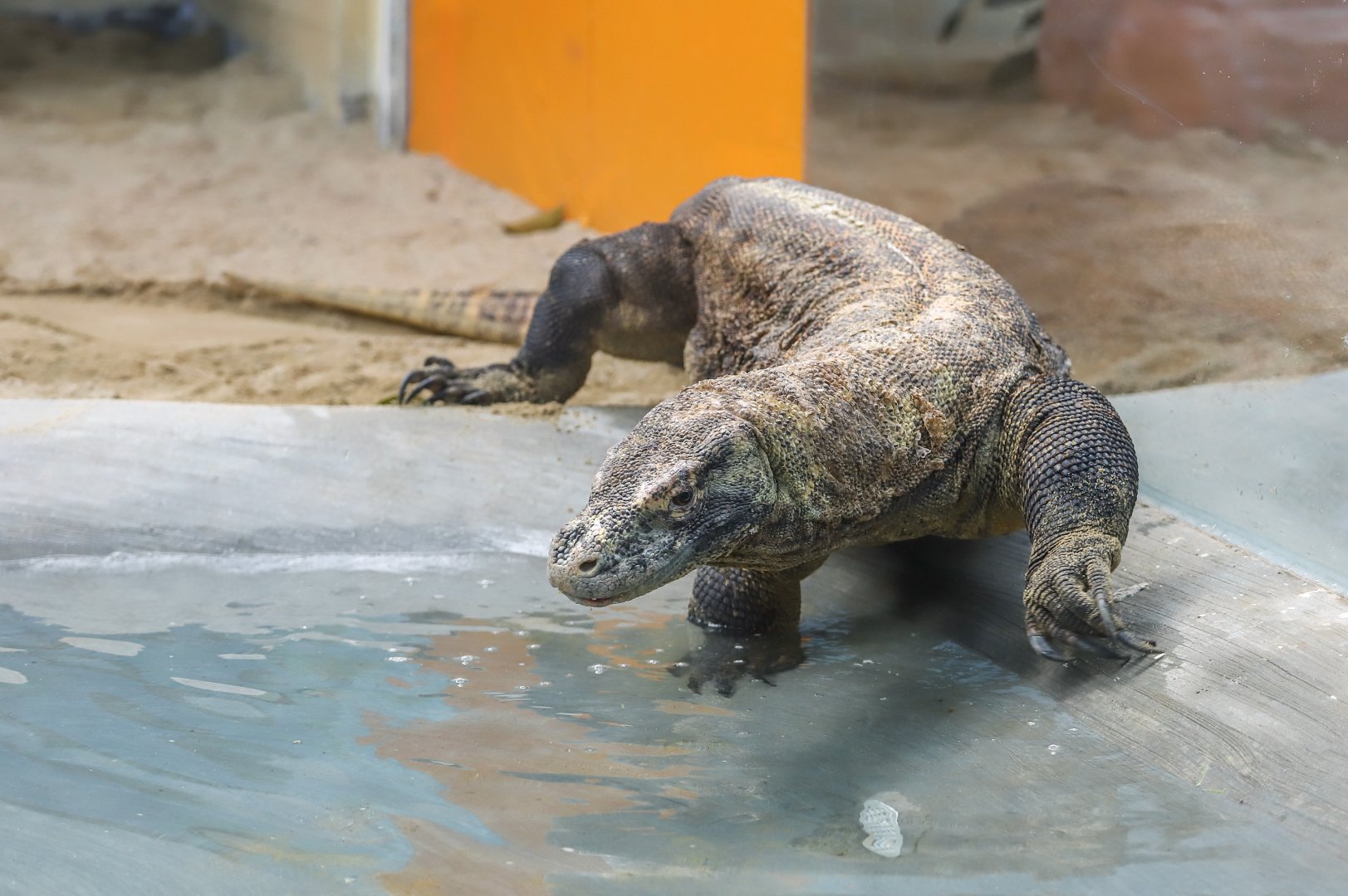 Komodo dragon (adult female)