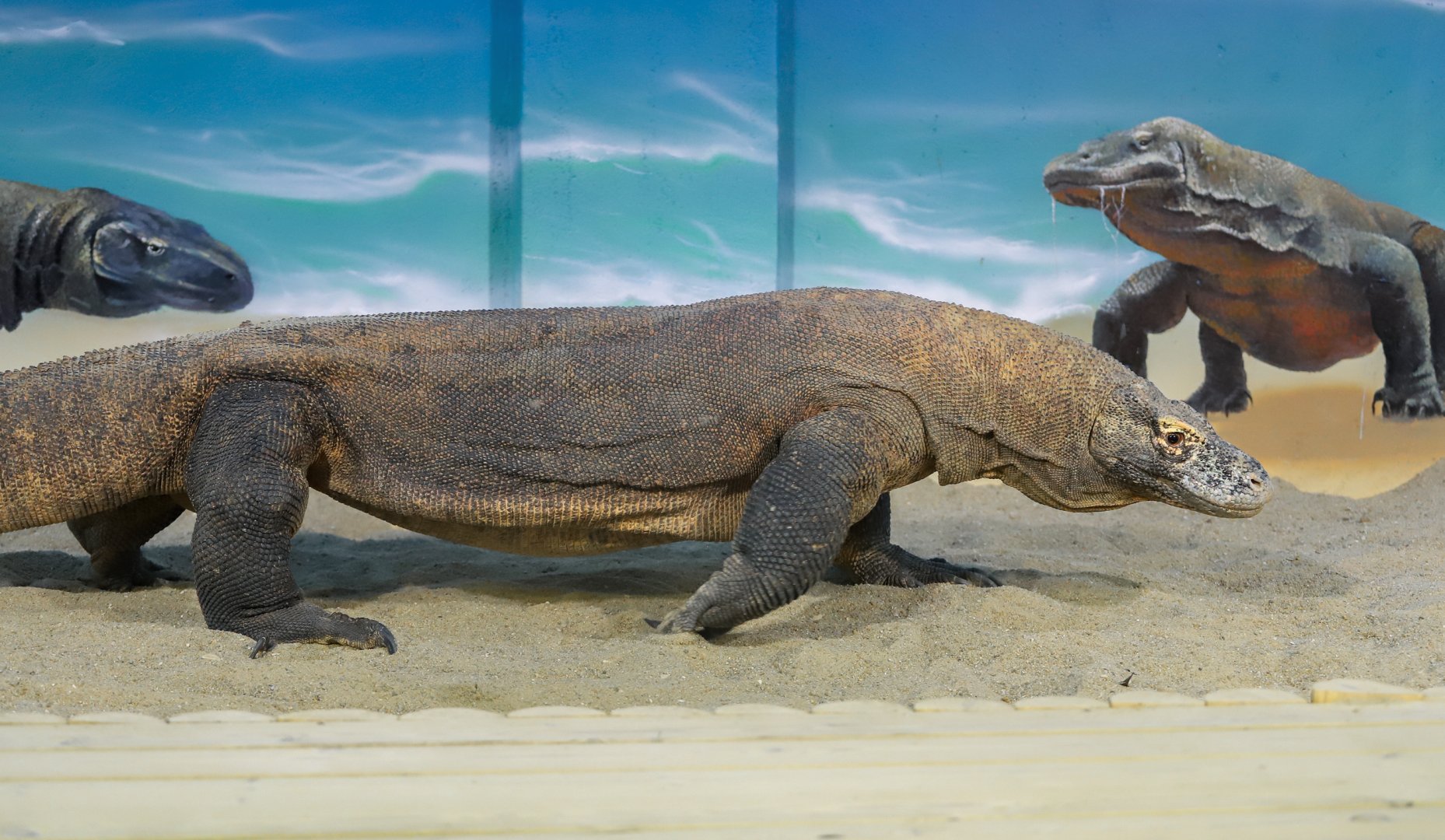 Komodo dragon (adult male)