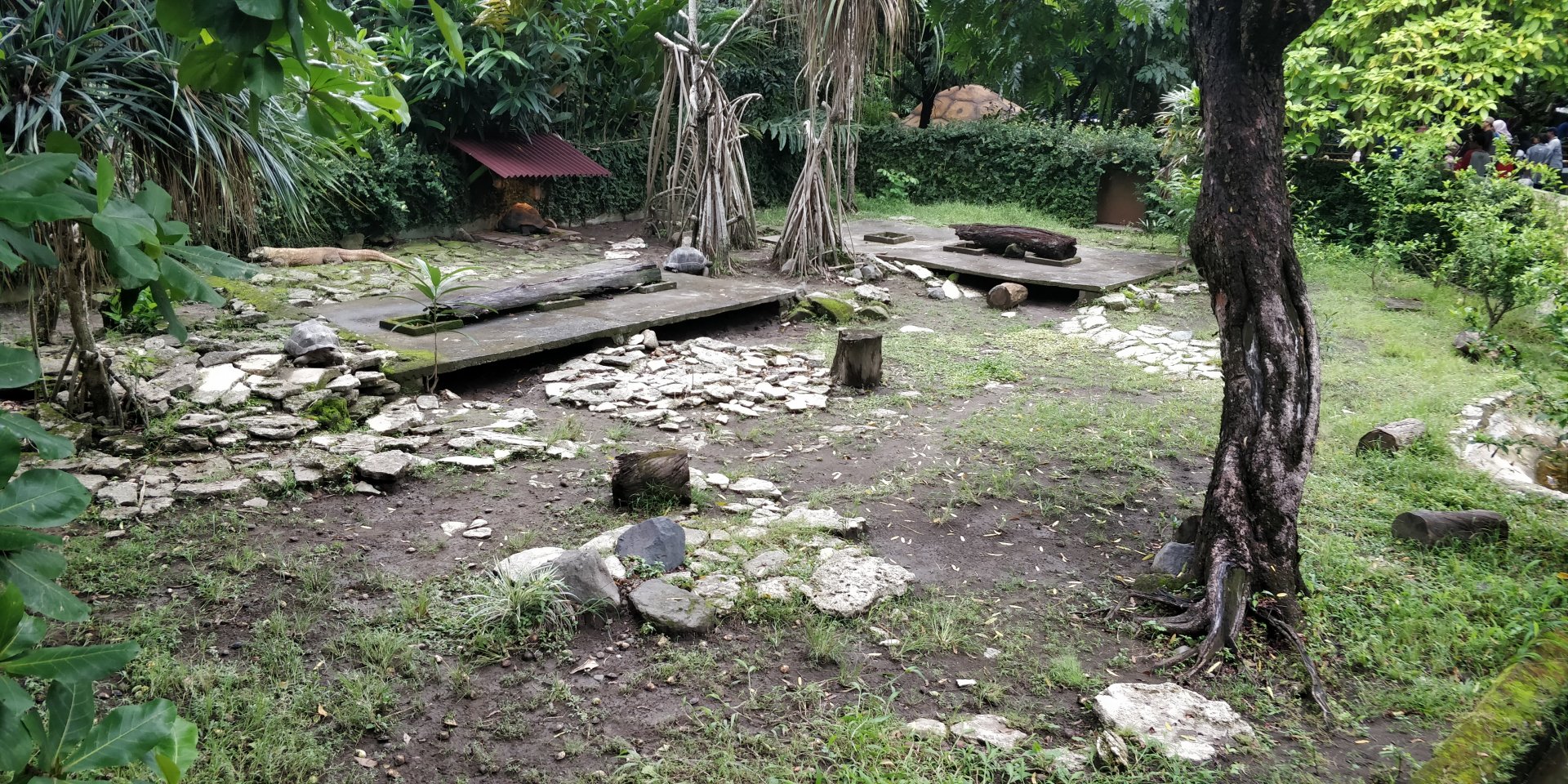 Komodo dragon and aldabra tortoise enclosure