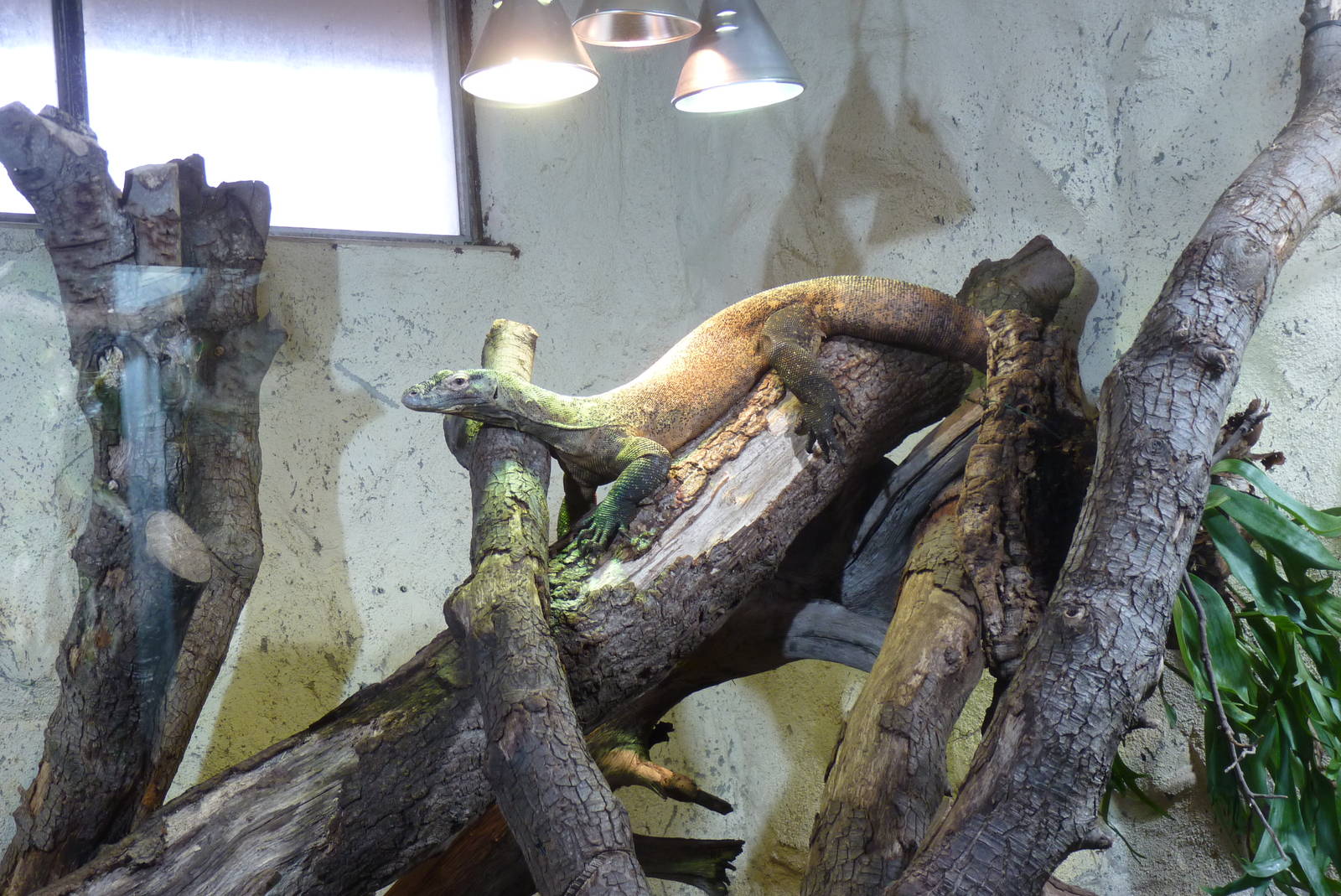 Komodo Dragon, April 2013