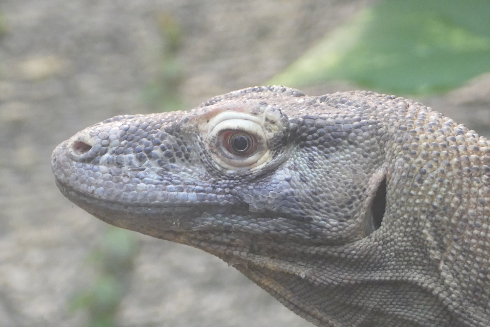 Komodo dragon, April 2019
