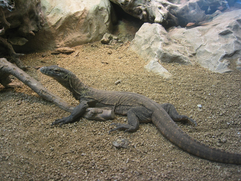 Komodo Dragon arrival at Barcelona