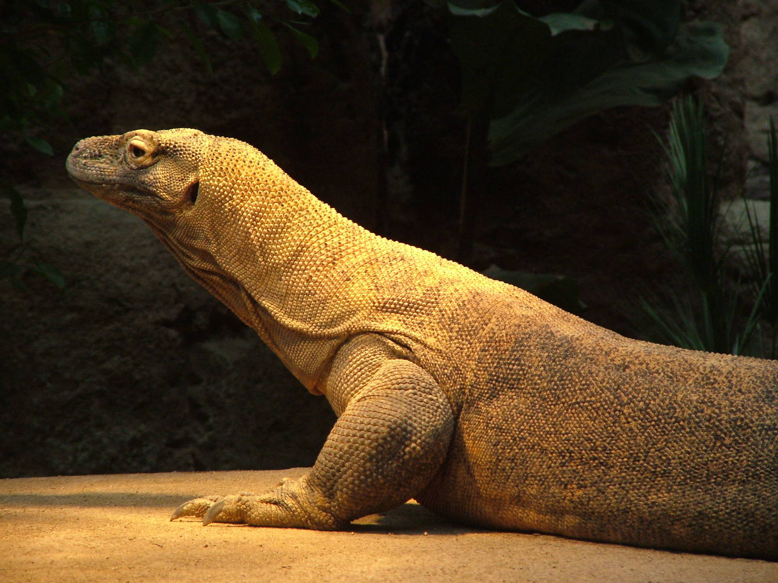 Komodo Dragon at Barcelona, 30/05/11