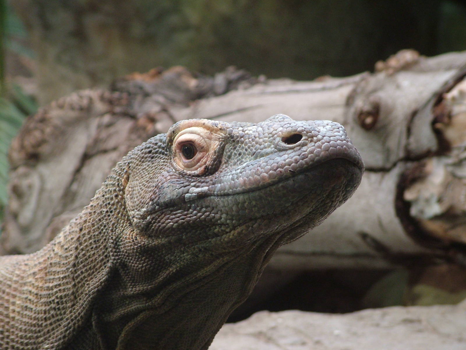 Komodo Dragon at Chester 18/07/09