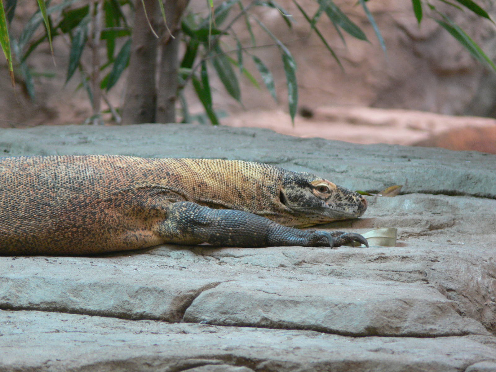 Komodo Dragon at Chester, 23/07/14