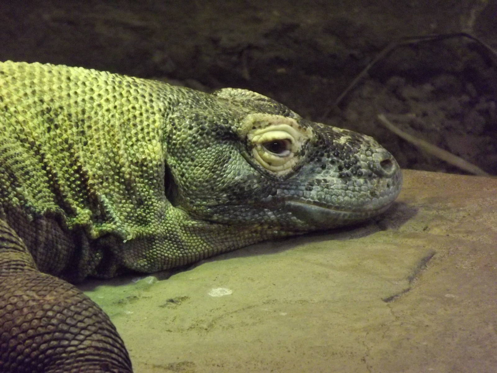 Komodo Dragon at Chester Zoo 31/03/12