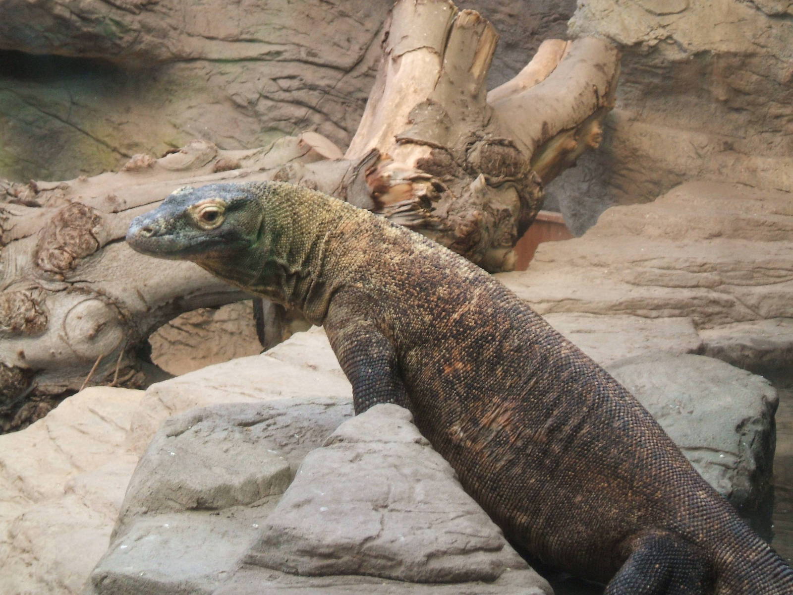 Komodo Dragon at Chester Zoo