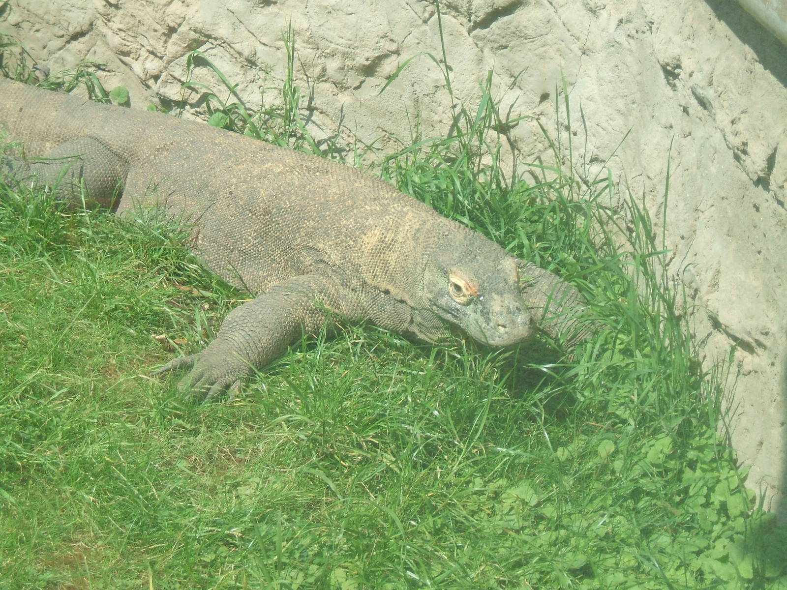 Komodo Dragon at Chester Zoo